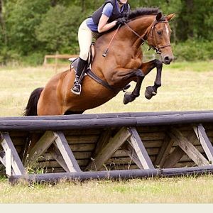 Dover Leather Horse Girth 50”